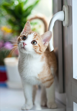 Pet Management